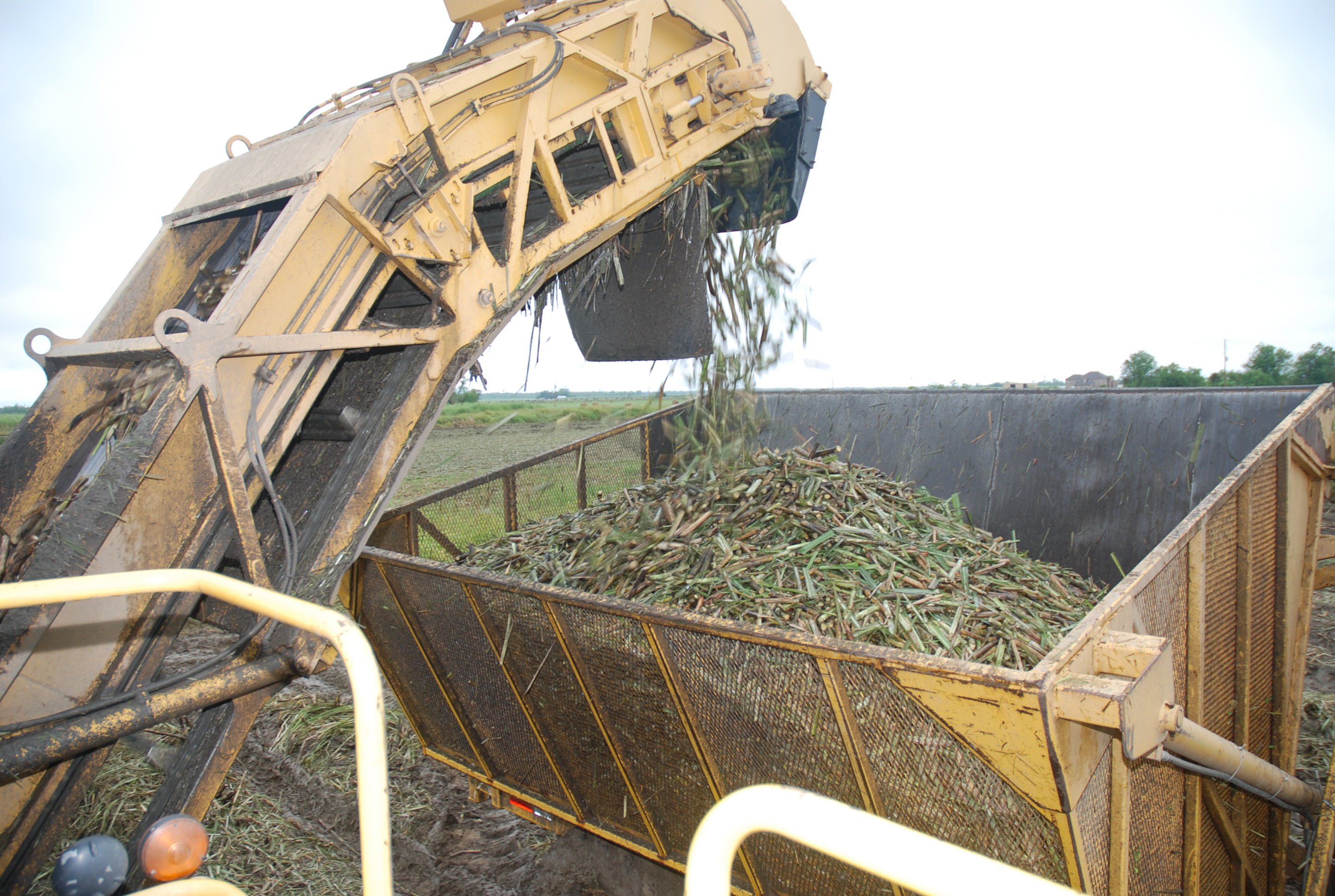 Fund developed to increase sugarcane production